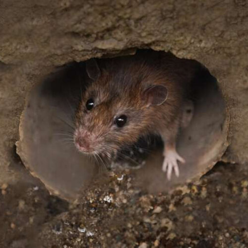 Rat-borne parasite that can cause brain disease spreading in southern US