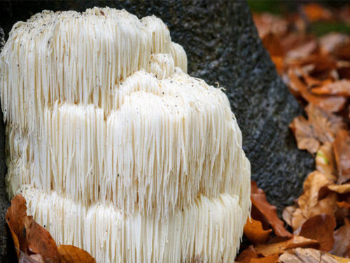 Lion’s mane mushroom compounds found to boost memory and nerve growth in new study