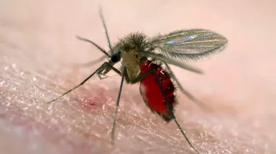 A ‘tropical disease’ carried by sand flies is confirmed in a new country: the U.S.