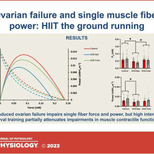 High-intensity aerobic exercise helps prevent menopause-related muscle power loss, finds study