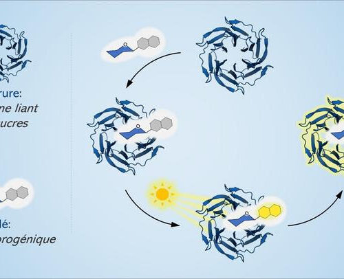 Shedding new light on sugars, the “dark matter” of cellular biology