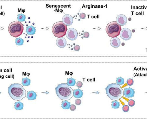 Cancer stem cells trigger macrophage aging in mouse study