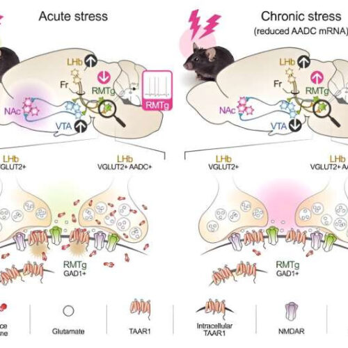 Research identifies signaling mechanism that suppresses depressive symptoms caused by daily stress