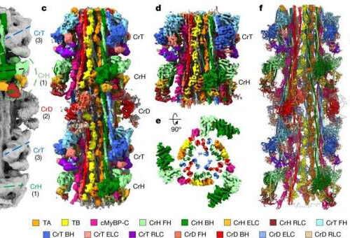 Researcher helps solve 60-year mystery inside heart