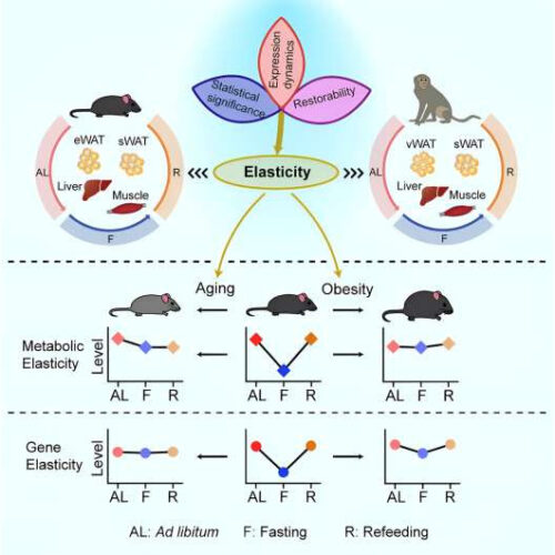 ‘Metabolic elasticity’: New screening strategy, possible means to curb metabolic decline in aging and obesity