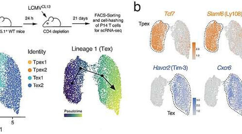 Dysfunction of mitochondria drives the exhaustion of T cells, study shows