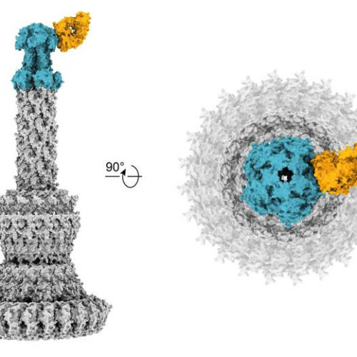 New antibodies neutralize resistant bacteria