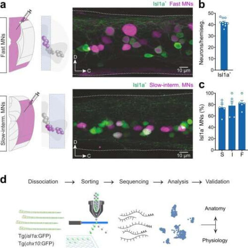 Study provides molecular blueprint of spinal circuits governing locomotor speed