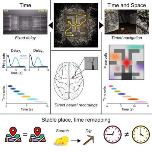 Sets of neurons work in sync to track ‘time’ and ‘place,’ giving humans context for past, present and future