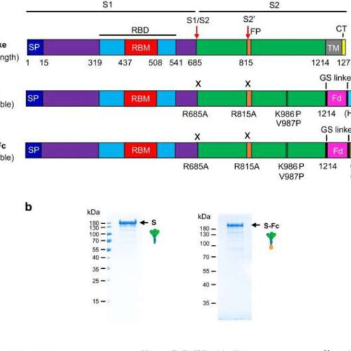 Researchers developed a nasal vaccine that prevents COVID-19 in preclinical studies