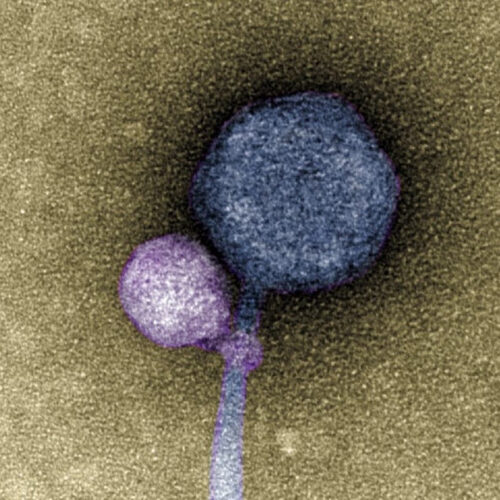 Scientists spot viruses attaching to other viruses for first time