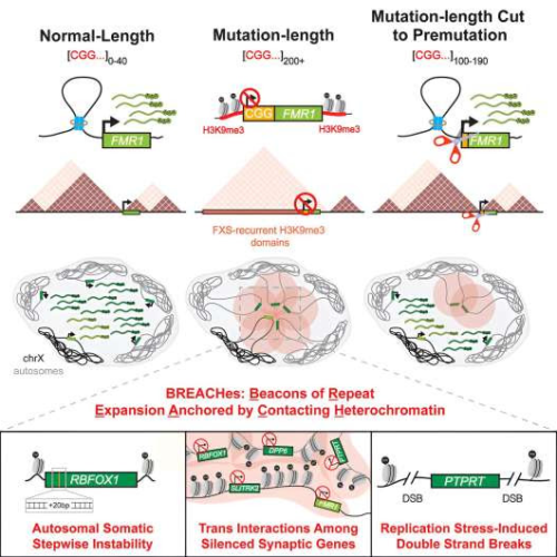 Researchers uncover unexpected molecular pattern in fragile X syndrome