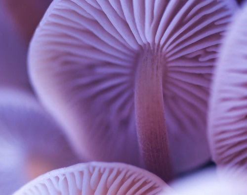 The 6 Types of Functional Mushrooms: Can They Improve Your Health?