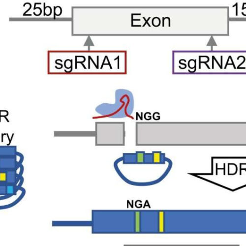 Map of disease-causing mutations in neurodevelopmental disorders and cancer revealed