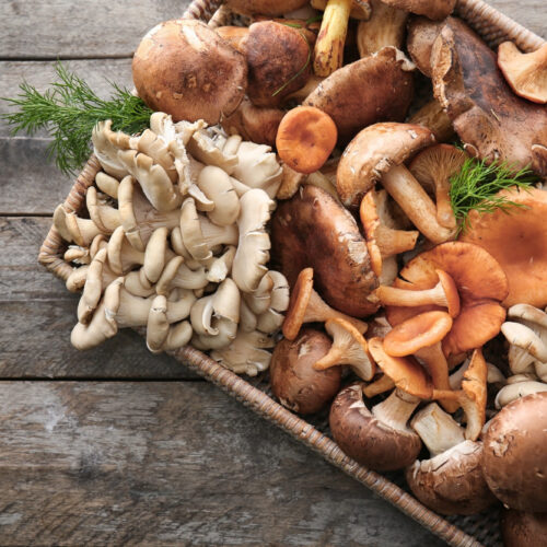 Fungi as Future Medicine: The Therapeutic Potential of Mushrooms