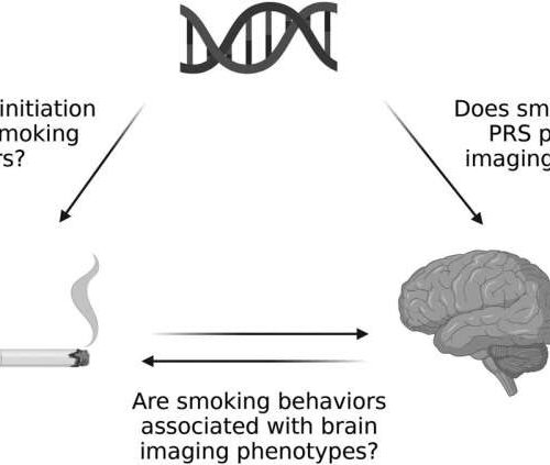 Study shows smoking likely leads to brain shrinkage