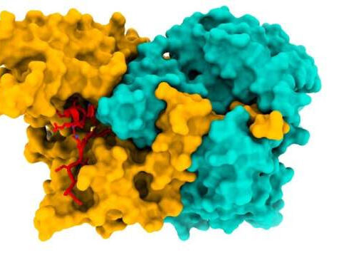 New insights into what happens in cells in early Alzheimer’s