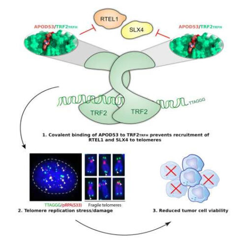 New compound could lead to therapeutics that selectively kill cancer cells