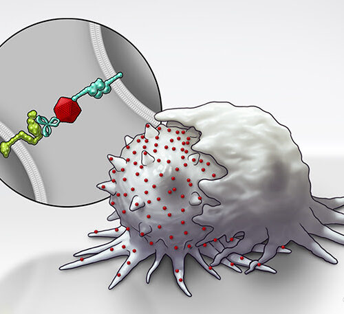 Making Tumors Tastier for the Immune System
