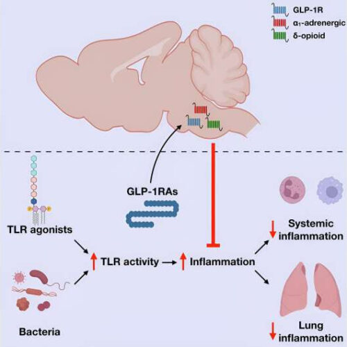 Study identifies new concepts for GLP-1 action in the brain