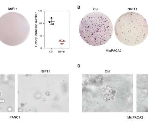 Massive drug search uncovers infinitesimal molecule that kills cancers while sparing immune cells