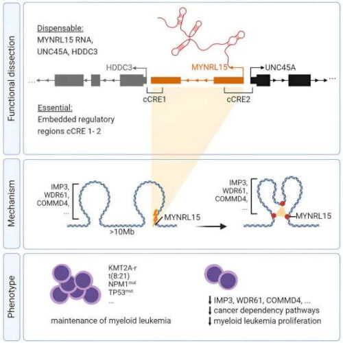 Scientists discover new Achilles heel of leukemia cells