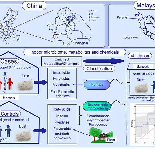 Groundbreaking study reveals indoor metabolites as key indicators in asthma and allergic rhinitis