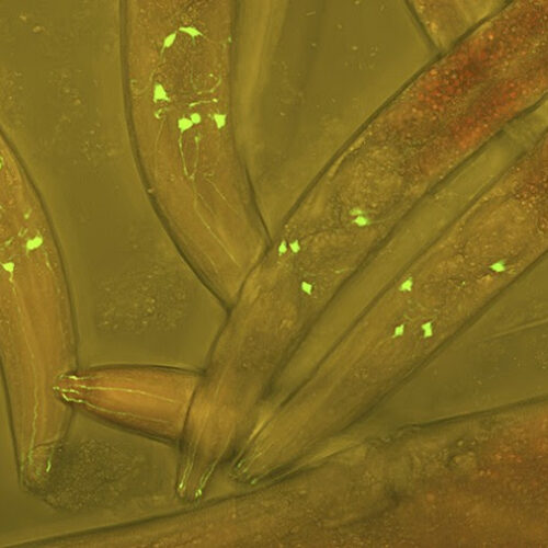 Wi-Fi for neurons: first map of wireless nerve signals unveiled in worms