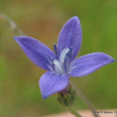 Scientists harness flower “super power” to pave the way for new drug treatments