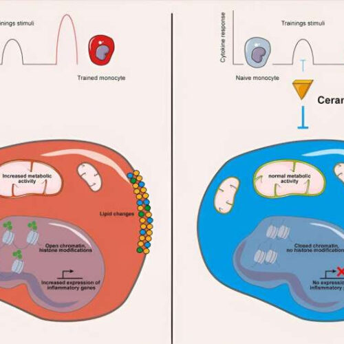 Mysterious fats reprogram the memory of innate immune cells