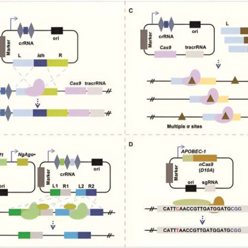 Revolutionizing probiotic therapy: The emergence of CRISPR-Cas engineered strains