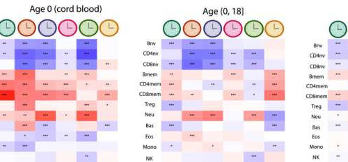 Time change for biological aging clocks: How immune cells shape our body’s true age