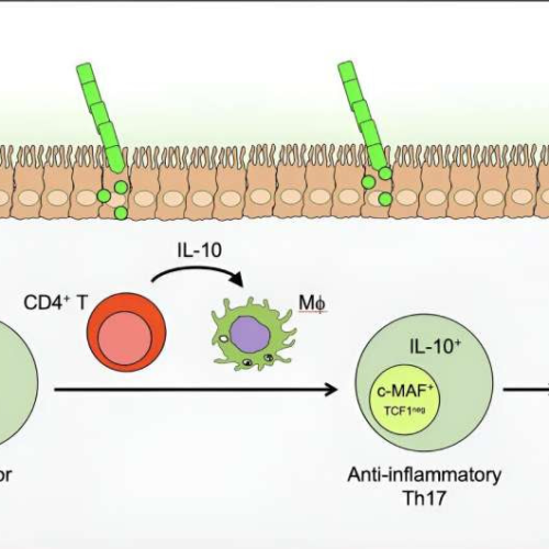 Commensal T cells: How a healthy microbiome reduces gut inflammation