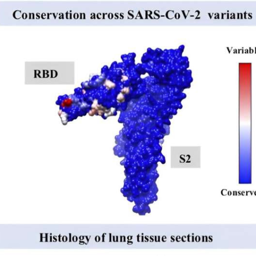 Indian researchers design thermostable, broadly protective vaccine candidate for current and future SARS-CoV-2 variants