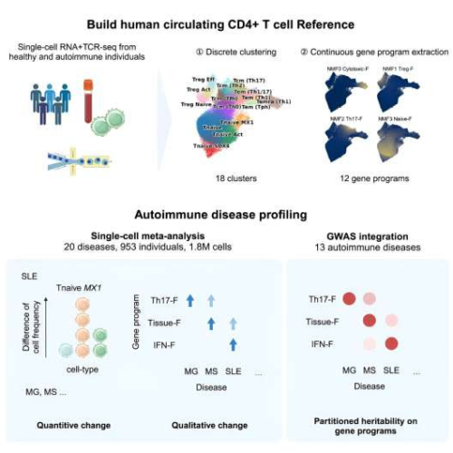 Small changes in specific immune cell populations linked to autoimmune disorders