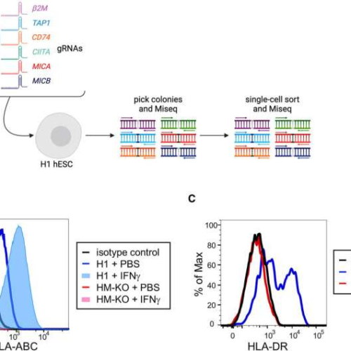 Study shows genetically modified pluripotent stem cells may evade immunological rejection after transplantation