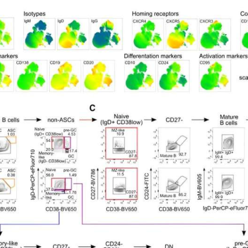 Maturation instead of cell death: Defective signaling pathways disrupt immune cell development