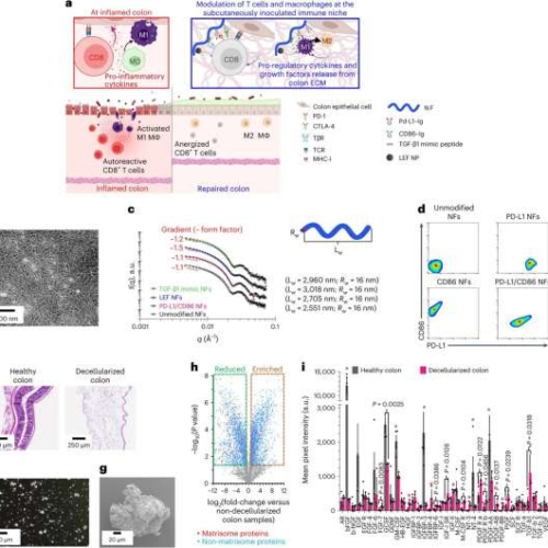 Bioengineered approach shows promise in ulcerative colitis