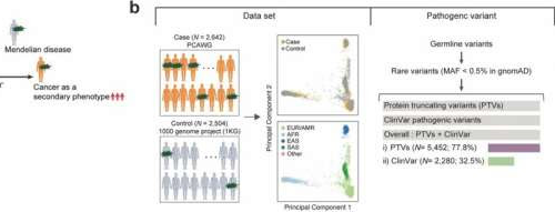 Study discovers 103 genes that cause inherited diseases when mutated can also increase cancer risk