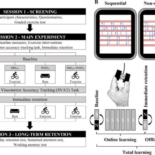 Study: Physical exercise boosts motor learning—and remembering what one has learned