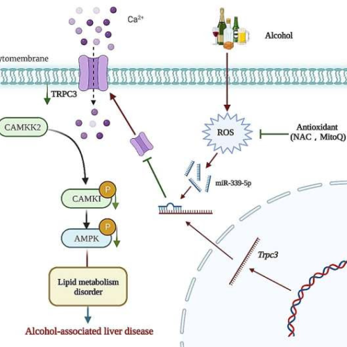 Hepatic TRPC3: An emerging regulator of alcohol-associated liver disease
