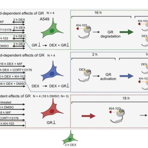 Scientists develop an agent capable of selectively inhibiting the body’s stress response