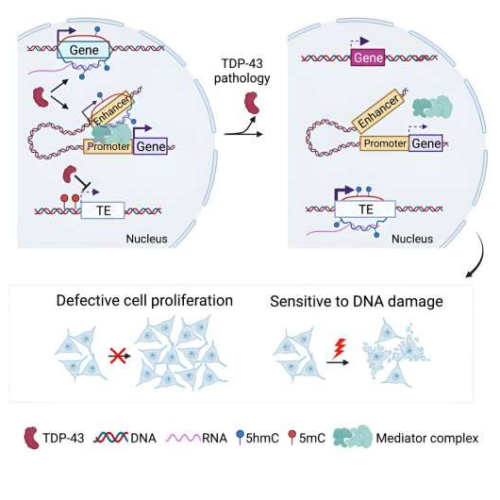 Protein TDP-43 keeps genetic zombies at bay: New insights into neurodegenerative disease mechanisms