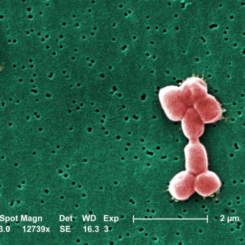 A potent antibiotic has emerged in the battle against deadly, drug-resistant superbugs