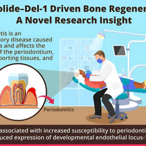 Study finds novel macrolide–DEL-1 axis drives bone regeneration in aging individuals