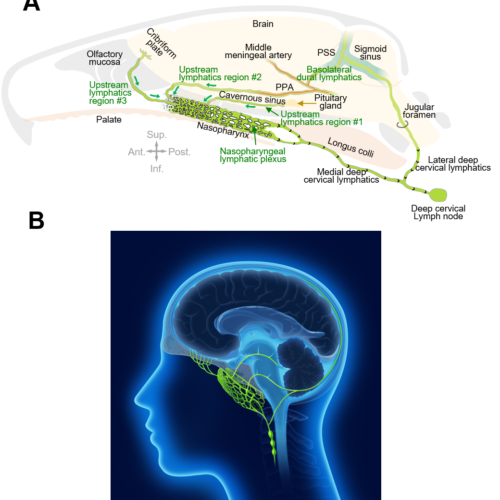 Brain Drain – Nasopharyngeal Lymphatics Found to be Crucial for Cerebrospinal Fluid Outflow