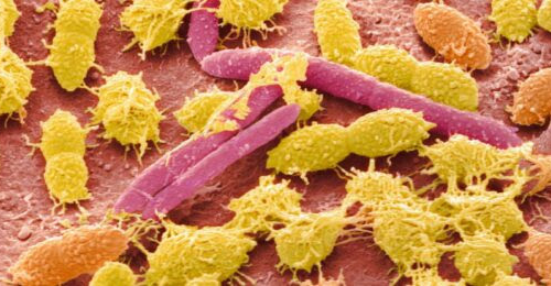 ‘Obelisks’: Entirely New Class of Life Has Been Found in The Human Digestive System