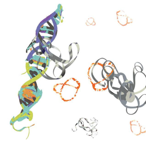 Scientists tame chaotic protein fueling 75% of cancers