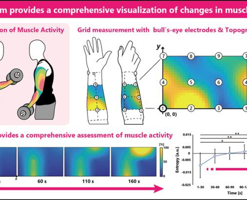 An innovative approach for evaluating muscle coordination and fatigue