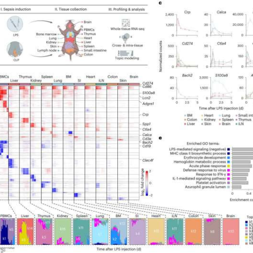 Immunoengineering researchers decode the ‘cytokine storm’ in sepsis